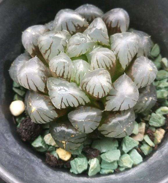 秋天到了 多肉最美的季节来啦