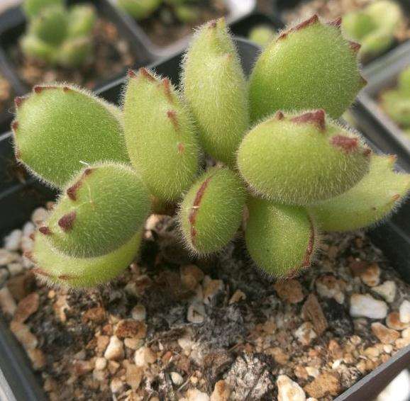 秋天到了 多肉最美的季节来啦