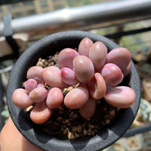 为什么秋天了 总有买多肉的冲动