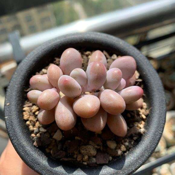 为什么秋天了 总有买多肉的冲动