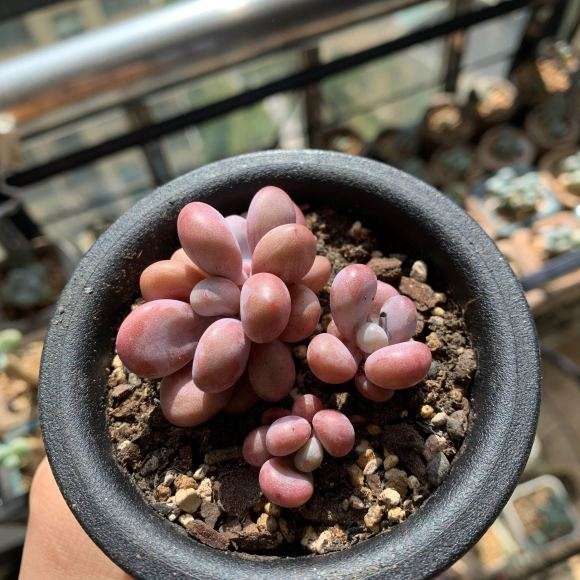 为什么秋天了 总有买多肉的冲动