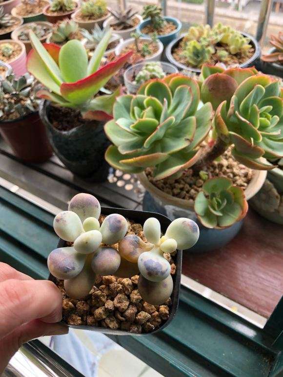 秋天来了 多肉扛不住了 图片