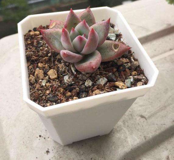 秋天来了 多肉扛不住了