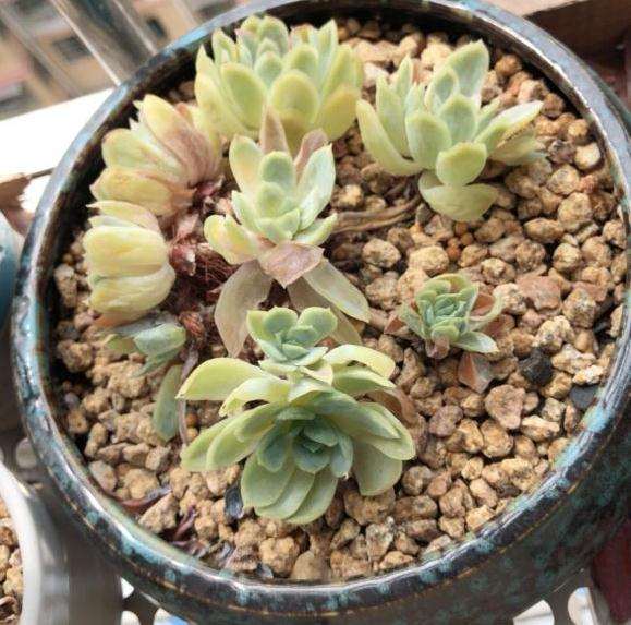 秋天来了 多肉扛不住了 图片