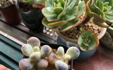 秋天来了 多肉扛不住了 图片