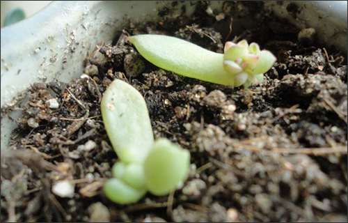 夏天多肉都死完了 秋天就要开始繁殖了