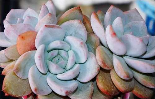 夏天多肉都死完了 秋天就要开始繁殖了