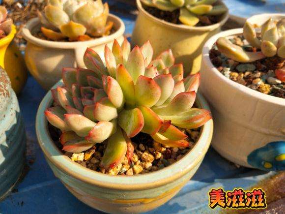 秋天多肉上色了 怎么 图片