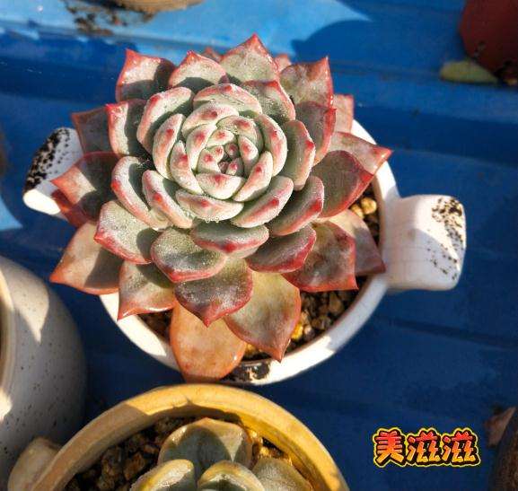 秋天多肉上色了 怎么 图片