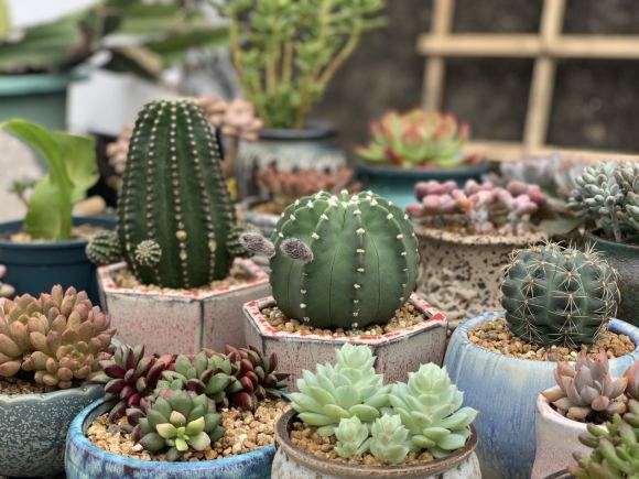 广东的秋天多肉终于来了