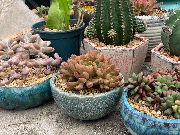 广东的秋天多肉终于来了