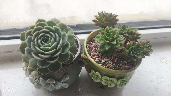 要入夏了 希望到了秋天你们还都在