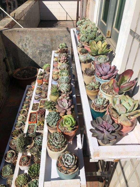 秋天多肉搞了几百盆