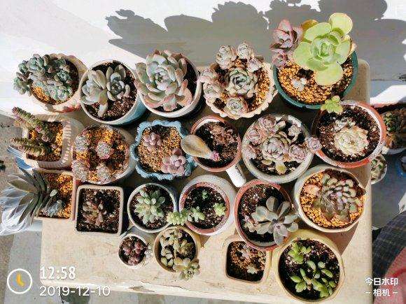 秋天多肉搞了几百盆