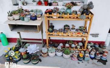 秋天多肉搞了几百盆 重新入坑 图片