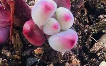 为什么秋天是晒多肉的季节 图片