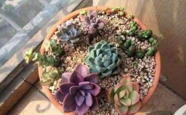 秋天露养多肉植物需要注意的几点 图片