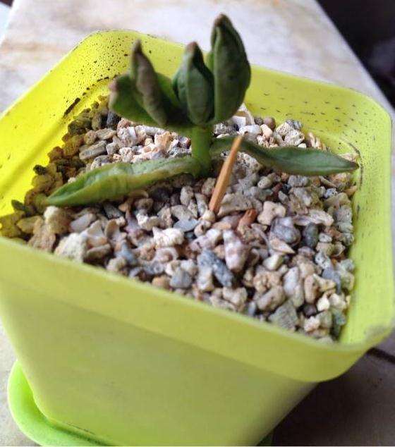 为什么秋天的多肉 还是皱皱