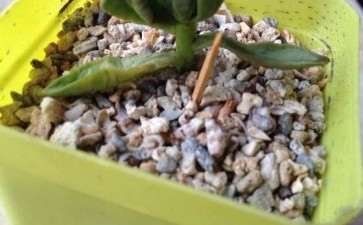 为什么秋天的多肉 还是皱皱 图片