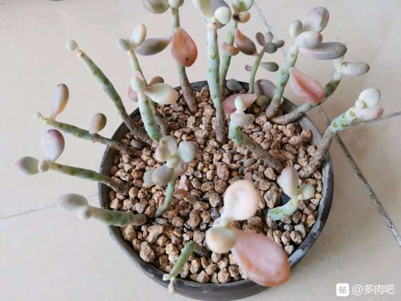 多肉度夏失败 到了秋天