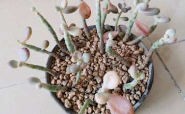 多肉度夏失败 到了秋天 还有机会吗