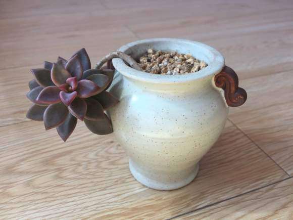 秋天是个好时节 多肉给你颜色看 图片