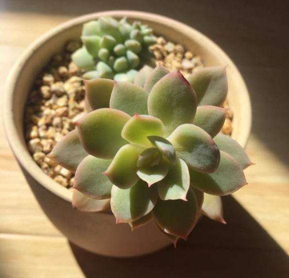 秋天是个好时节 多肉给你颜色看 图片