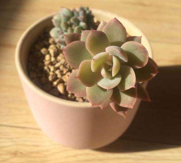 秋天是个好时节 多肉给你颜色看 图片