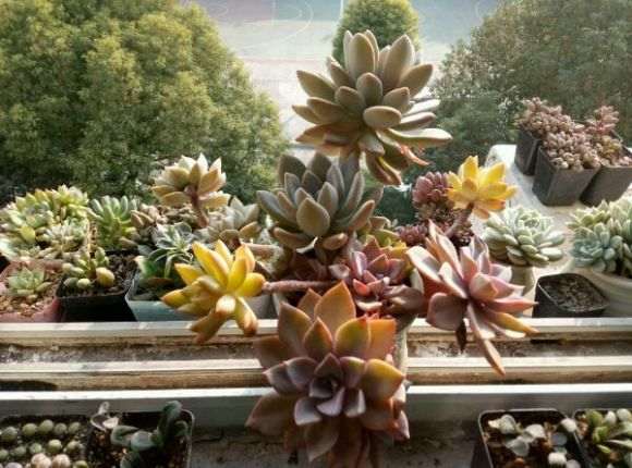 秋天来了 晒晒我的多肉