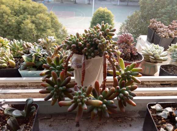 秋天来了 晒晒我的多肉