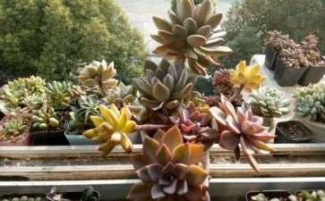 秋天来了 晒晒我的多肉 可以吗 图片