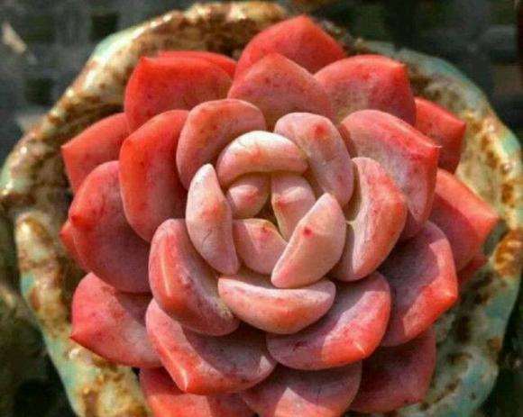 喜欢橙梦露多肉植物