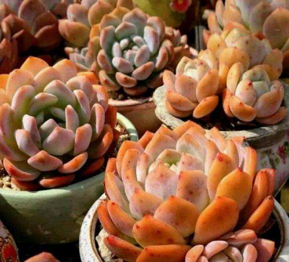 喜欢橙梦露多肉植物