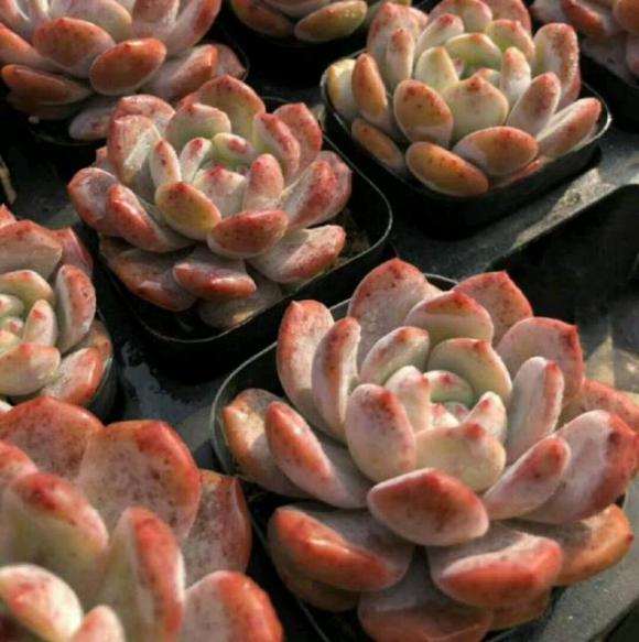 喜欢橙梦露多肉植物