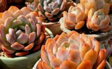 喜欢橙梦露多肉植物 在秋天表白