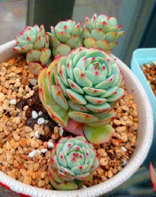 静夜竟然度过了夏天 死在了秋天