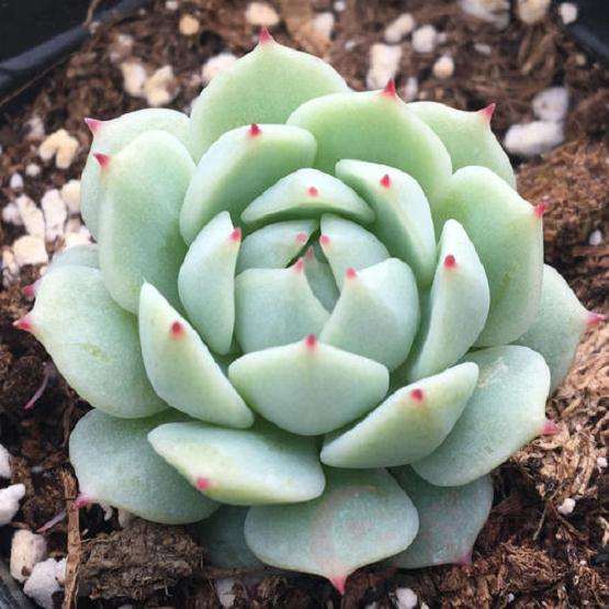 静夜竟然度过了夏天 死在了秋天