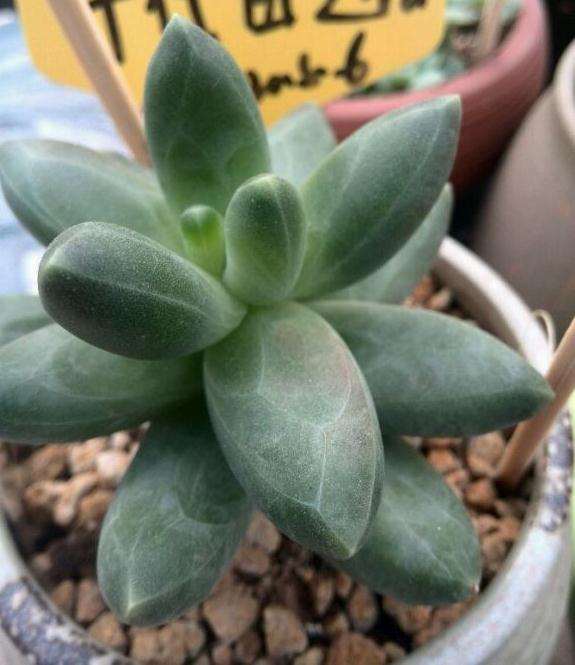 为什么秋天多肉还是丑丑