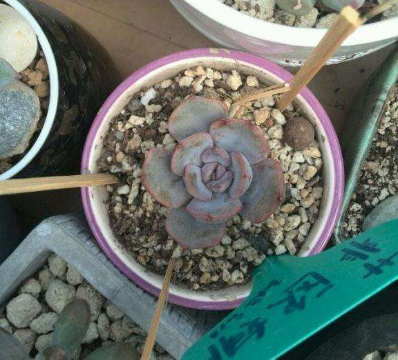 为什么秋天多肉还是丑丑