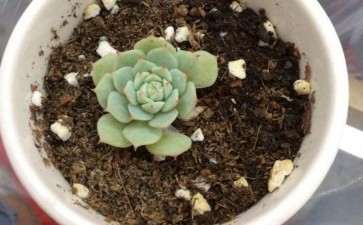 为什么秋天多肉还是丑丑的 图片