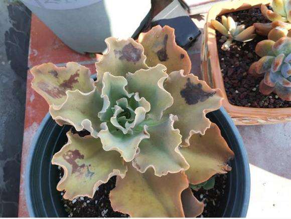 为什么多肉在秋天容易晒伤