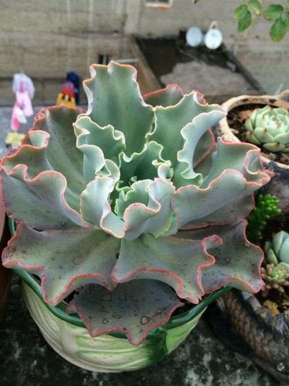 为什么多肉在秋天容易晒伤