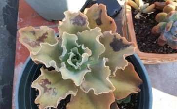 为什么多肉在秋天容易晒伤 图片