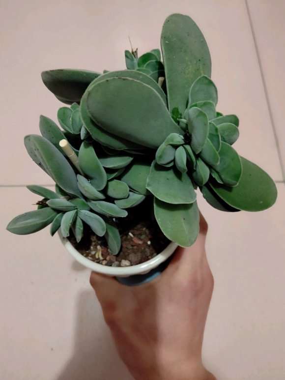 春天已经到来 看看多肉怎么样