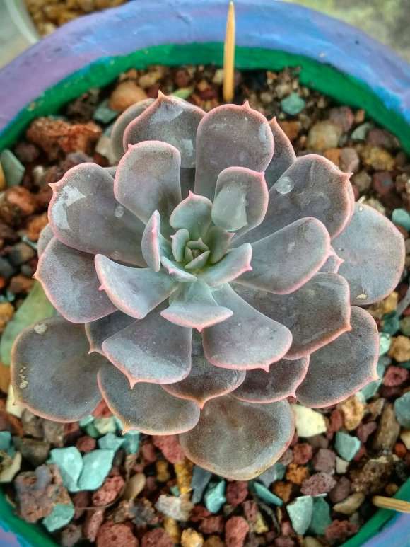 夏天可以对多肉叶片喷水吗 怎么办