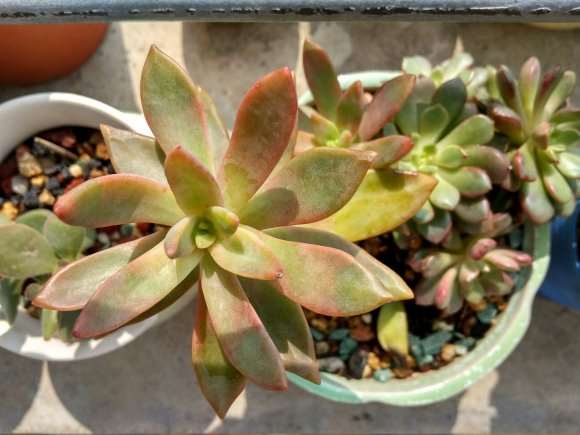 夏天可以对多肉叶片喷水吗 怎么办