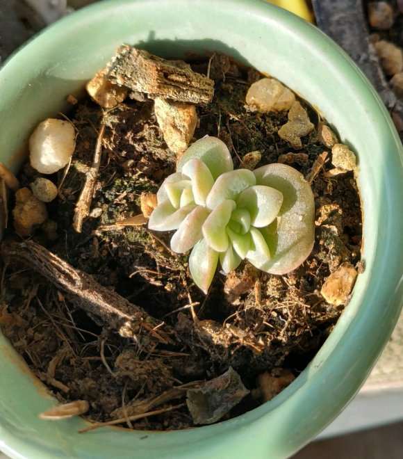 秋天的多肉是不是开启了瘪不长模式