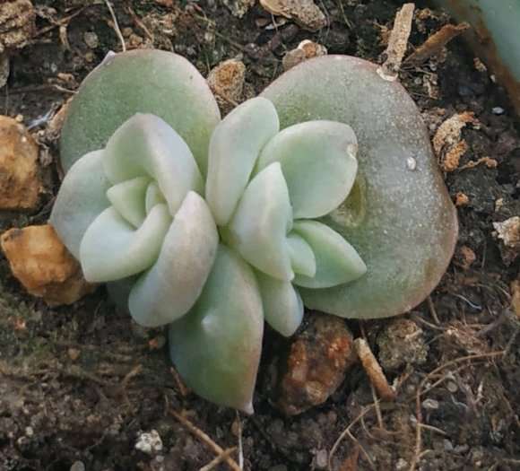 秋天的多肉是不是开启了瘪不长模式