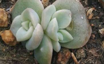 秋天的多肉是不是开启了瘪不长模式