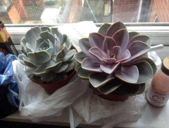 夏天多肉叶片 如何保存才能抗到秋天